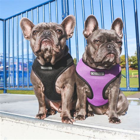 You see, the french bulldog is a brachycephalic breed. NEW ITEM! *NOW AVAILABLE IN SIZE SMALL The Frenchie Duo ...