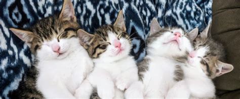Download and use 7,000+ cat stock photos for free. Kitten Season | Pennsylvania Society for the Prevention of ...