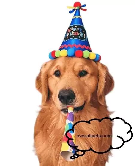 Happy Birthday Golden Retriever Puppies Top Ideas To Make You Happy