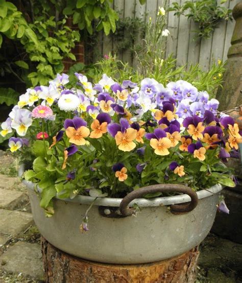 Little Pot Of Pansies Container Gardening Container Flowers