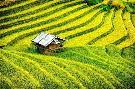 Rice Fields On Terraced Of Mu Cang Chaivietnam 1347550 Stock Photo At