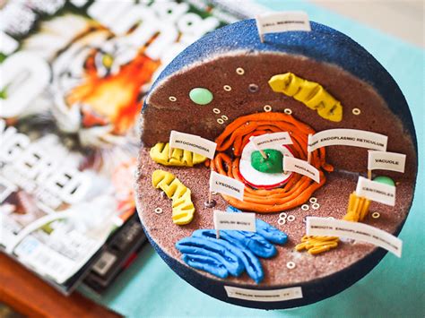 Made from a painted foam ball, and clay. How to Create 3D Plant Cell and Animal Cell Models for ...