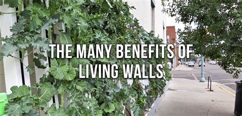 The Many Benefits Of Living Walls Living Wall Green Wall Living Green Walls