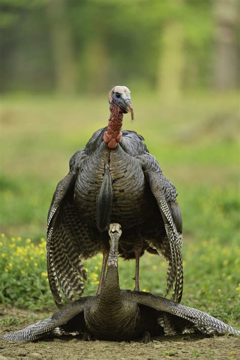 Consistency Of Breeding And Nesting Efforts Wild Turkey Lab