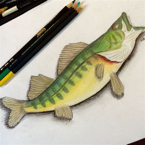 Realistic Fish Drawing With Coloured Pencils