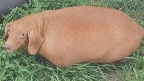 Video Look At The Obese Dachshund That Lost 43 Pounds Abc News
