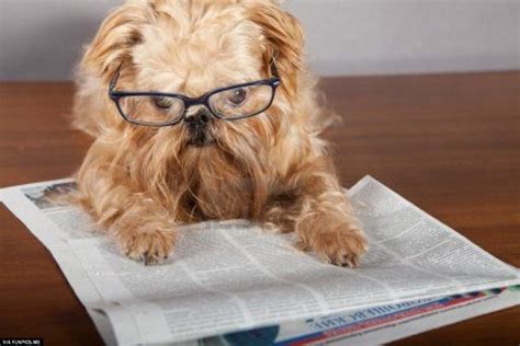 25 Dogs Who Look Like The Smart Type With Glasses