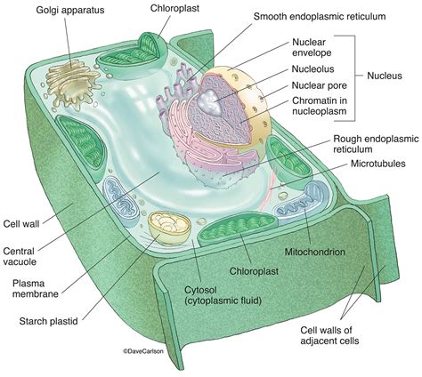 Anatomy Of A Plant Cell
