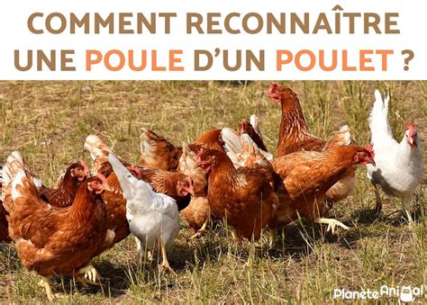 Comment Reconna Tre Une Poule Et Un Poulet Tout Savoir