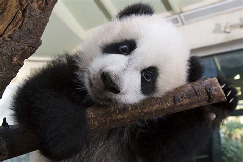 Panda Updates Monday March 13 Zoo Atlanta
