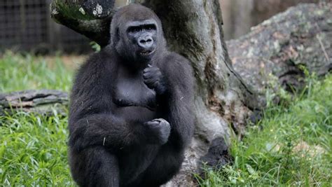 Endangered Gorilla In New Orleans Expecting 1st Baby