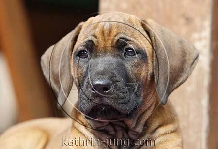 We did not find results for: Rhodesian Ridgeback Welpe mit schwarzer Maske (ID:5336 ...