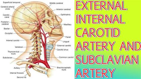 Anatomy Of Externalinternal Carotid Artery And Subclavian Artery
