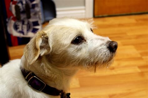 The noun haushund is declined with the declension endings es/e. Kostenlose Bild: Terrier Hund, Haushund, Hunde