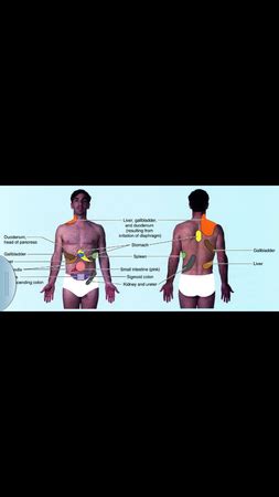 Stinging, burning pain that moves from the low back to the backs of the thighs, sometimes into the lower legs or feet; Pain on right middle side of back? Gallbladder? - Page 1 ...