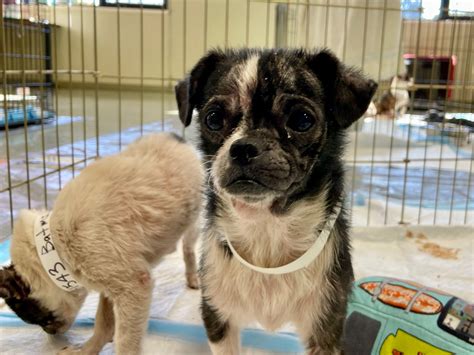 Humane society rescues over 30 dogs from one home | KOIN.com