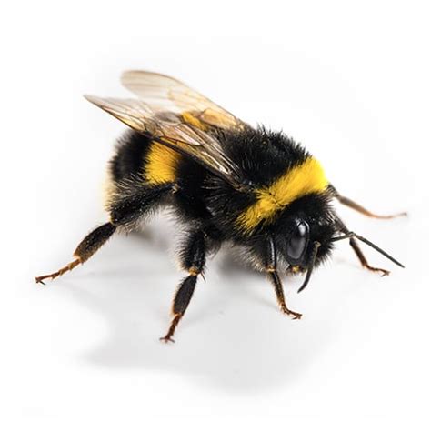So here's what my neighbors and i did to get rid of these bees. How To Get Rid Of Bees Outside My House - House Spots