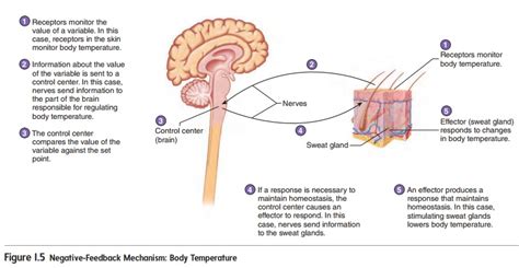 Learn how our bodies maintain a state of homeostasis in order to ensure our survival. Homeostasis