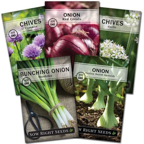 Buy Sow Right Allium Seed Collection For Ing 5 Varieties Of Chives