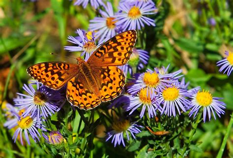Plant A Meadow Grow Wildflowers For Butterflies Birds And Blooms