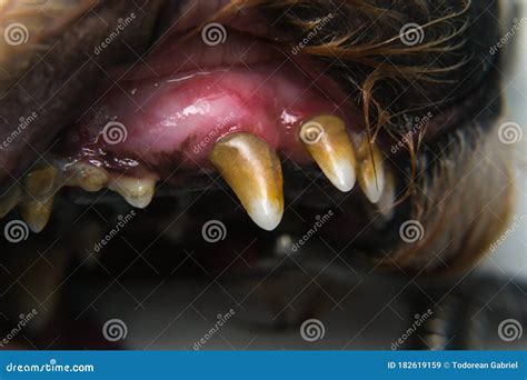Dog With Gingivitis And Teeth With Tartar Stock Image Image Of Mouth