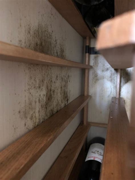 Most specifically dark, poor ventilated areas like closest, cabinets, bathrooms, etc. Crud...Is There Black Mold In My LeCache Cabinet?