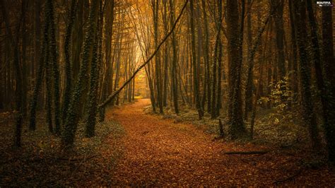 Forest Path Leaf Autumn Beautiful Views Wallpapers 2560x1440