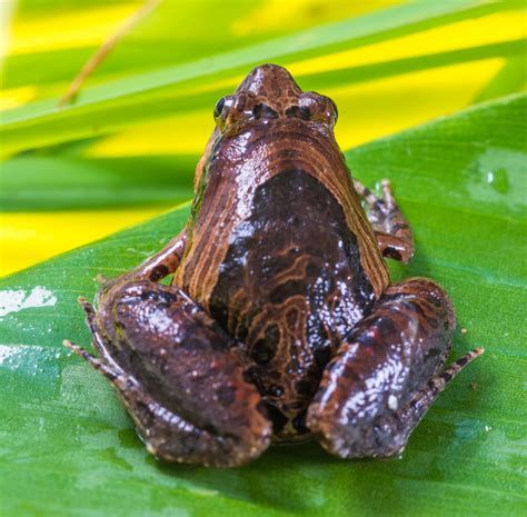 Banco De Imagens Folha Inseto Rã Anfíbio Fauna Invertebrado