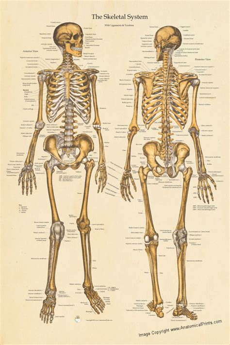 Human Skeletal Anatomy Poster Anterior And Posterior Views Etsy