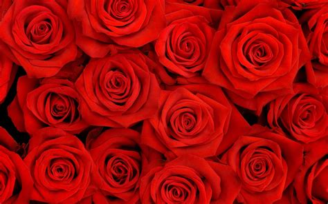 Red Rose Backgrounds Wallpaper Cave