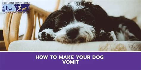How To Make Your Dog Vomit Richmond Valley Veterinary Practice