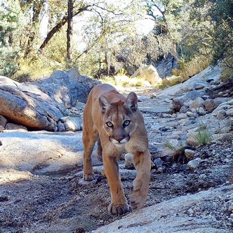 Mountain Lion Walking Toward My Trail Camera In The Mountains Of