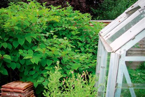 You must prevent japanese knotweed on your land spreading into the wild. How to Deal With Japanese Knotweed | Homebuilding & Renovating