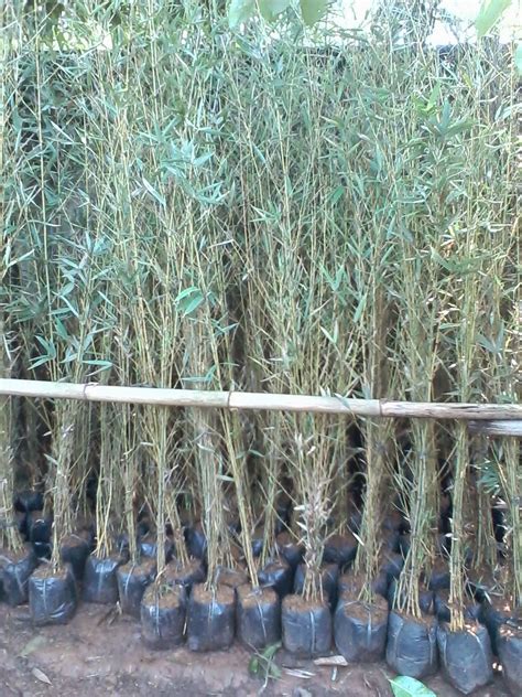bambu cina