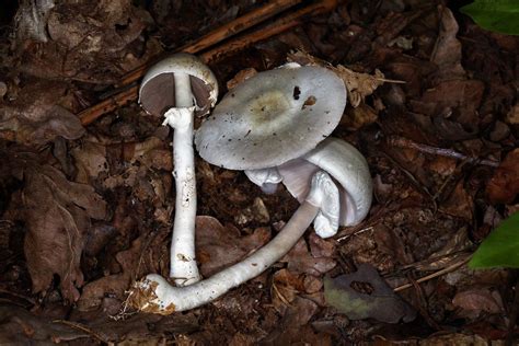 Agaricus Sylvicola Silvicola La Psalliote Des Bois Ou A Flickr