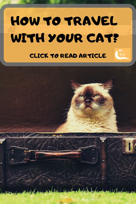 How To Travel With Your Cat Pet Travel Cat Behavior Cat Travel