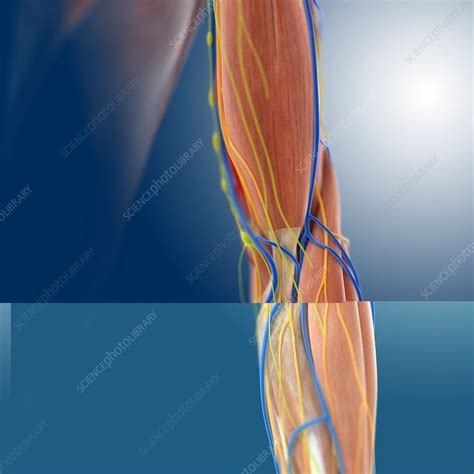 Arm Anatomy Anatomical Artwork Stock Image C0137422 Science