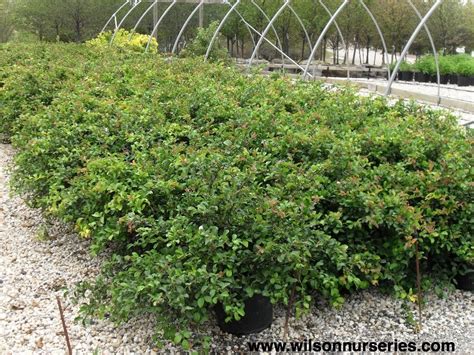 We did not find results for: Texas Scarlet Quince - Wilson Nurseries