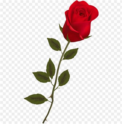 Beautiful Stem Red Rose Png Clipart Rose PNG Image With Transparent Background TOPpng
