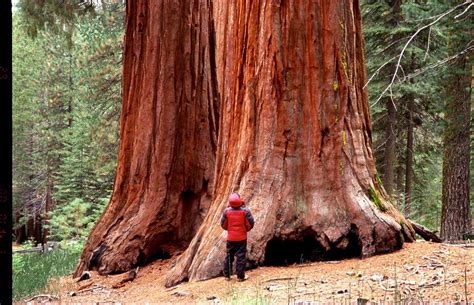 Giant Sequoia Trees At Mariposa Grove In Yosemite National Park