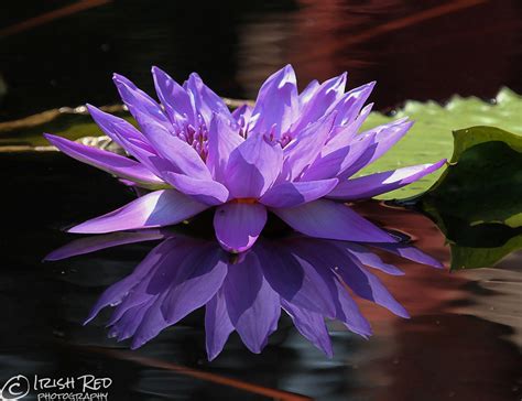 Purple Water Lily 9 Irish Red Photography By Dennis Greaney