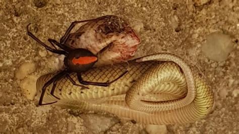 This Australian Redback Spider Devoured A Venomous Snake Great Lakes