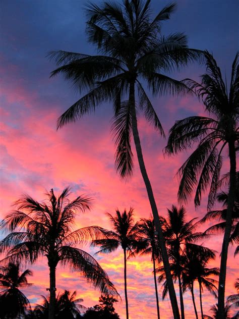 Palm Trees In The Sunset Koh Samui Stuart Hamilton Flickr