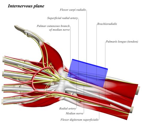 Fcr Approach To Distal Radius Approaches Orthobullets