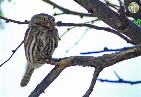 Choose a temperature scenario below to see which threats will affect this species as. Cactus ferruginous pygmy-owl, Glaucidium brasilianum ...