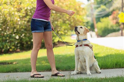 Near perfect macronutrients, fresh ingredients, and convienient delivery make it better than the competition. Best dog food for hunting dogs on the Market for 2020 ...