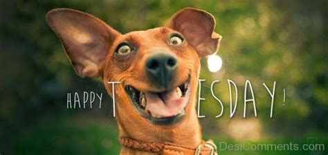 Sep 24, 2019 · funny quotes about mondays. Tuesday Pictures, Images, Graphics for Facebook, Whatsapp ...