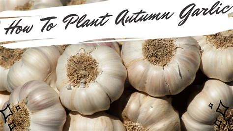 How To Plant Autumn Planting Garlic Cloves Youtube