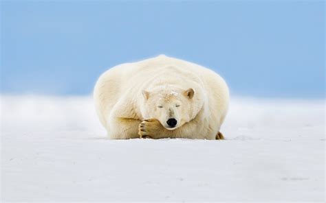 Free Download Polar Bear Computer Wallpapers Desktop Backgrounds