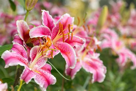 Usa Today S 嵐狼蘿 12 Best Smelling Flowers For A Fragrant Yard